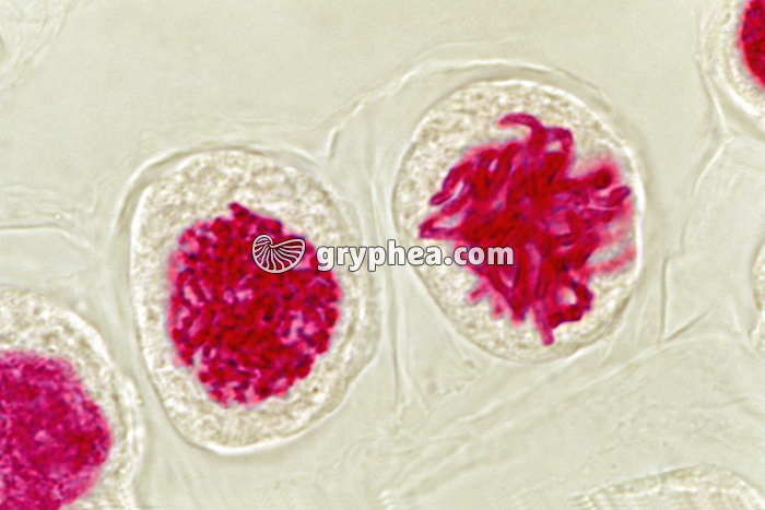 Mitose - cellules de racine d'Ail (écrasement) - Prophase x400 - gryphea.com